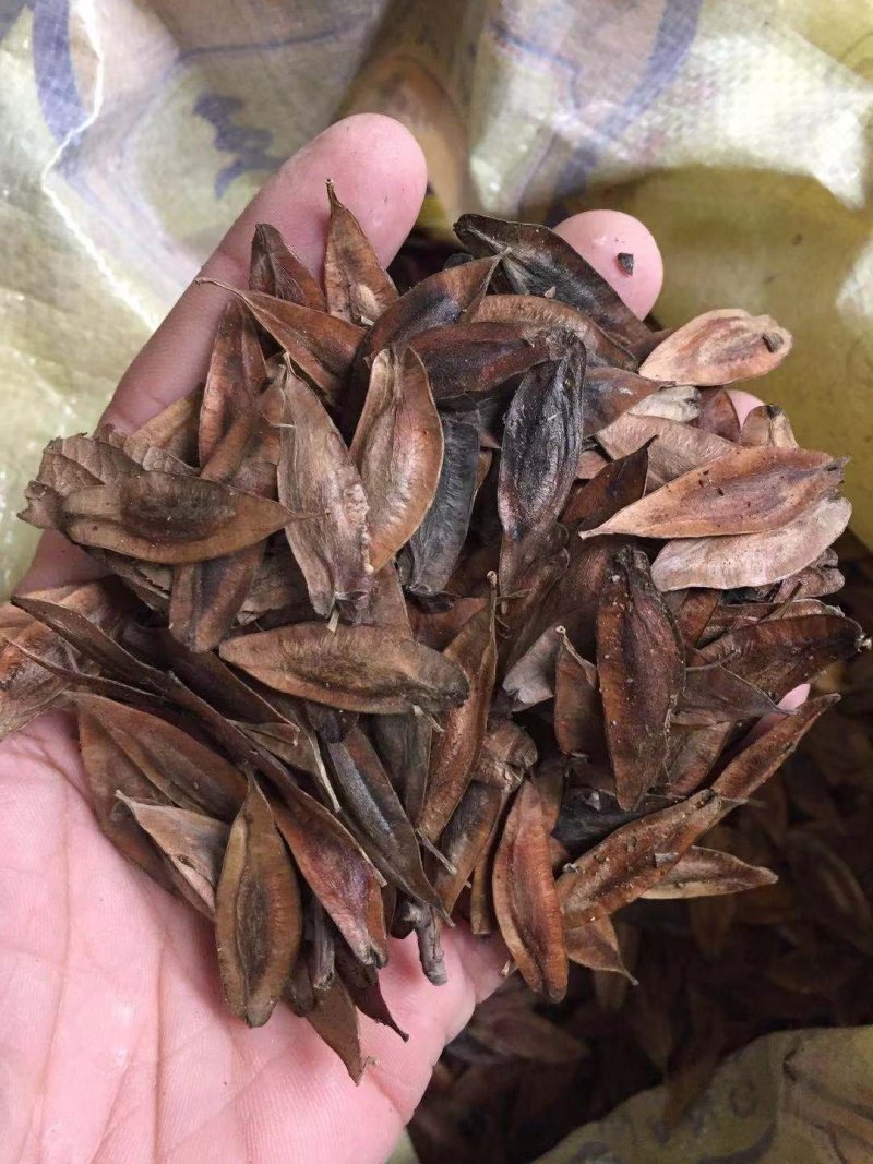 新采优质杜仲种籽杜仲树苗种子林木中药材树皮种子当年新种