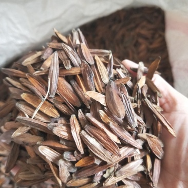 新采喜树种子喜树种子种植技术喜树图片