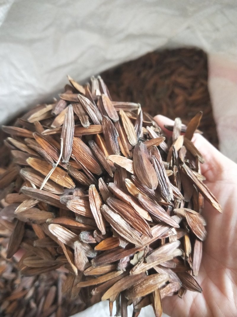 新采喜树种子喜树种子种植技术喜树图片