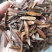 新采喜树种子喜树种子种植技术喜树图片