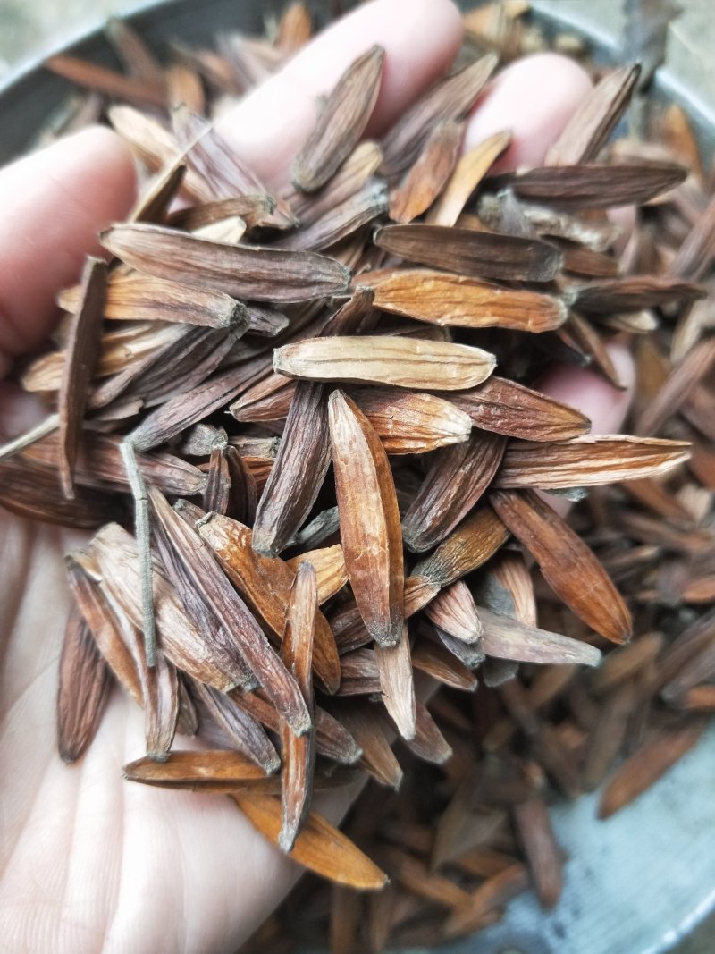 新采喜树种子喜树种子种植技术喜树图片