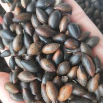 金丝楠木种子批发，刚上市新鲜种子一手货源