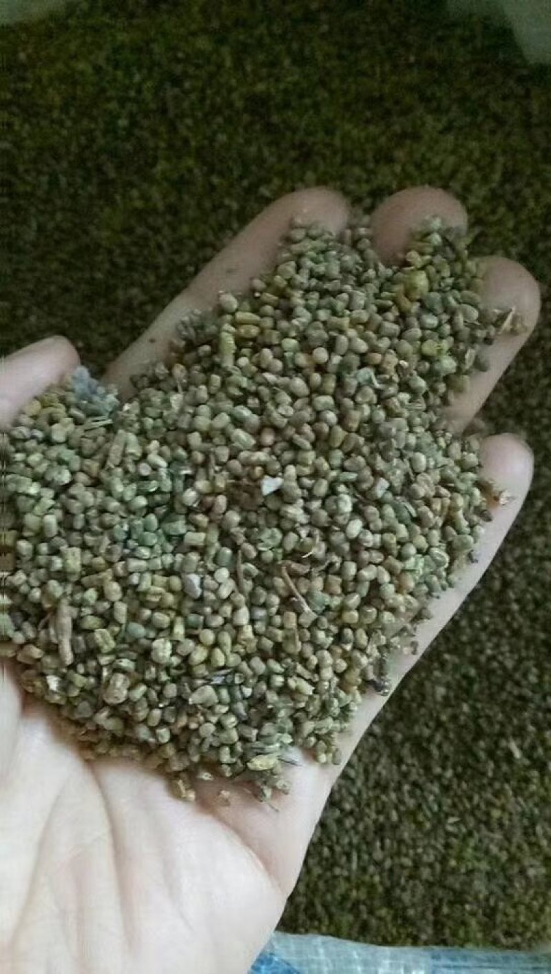 多花木兰种子批发护坡种子各类绿被植物种子