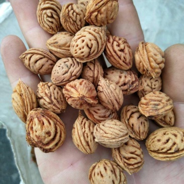 毛桃种子果树种子新采毛桃树种子嫁接梅花李树桃树砧木