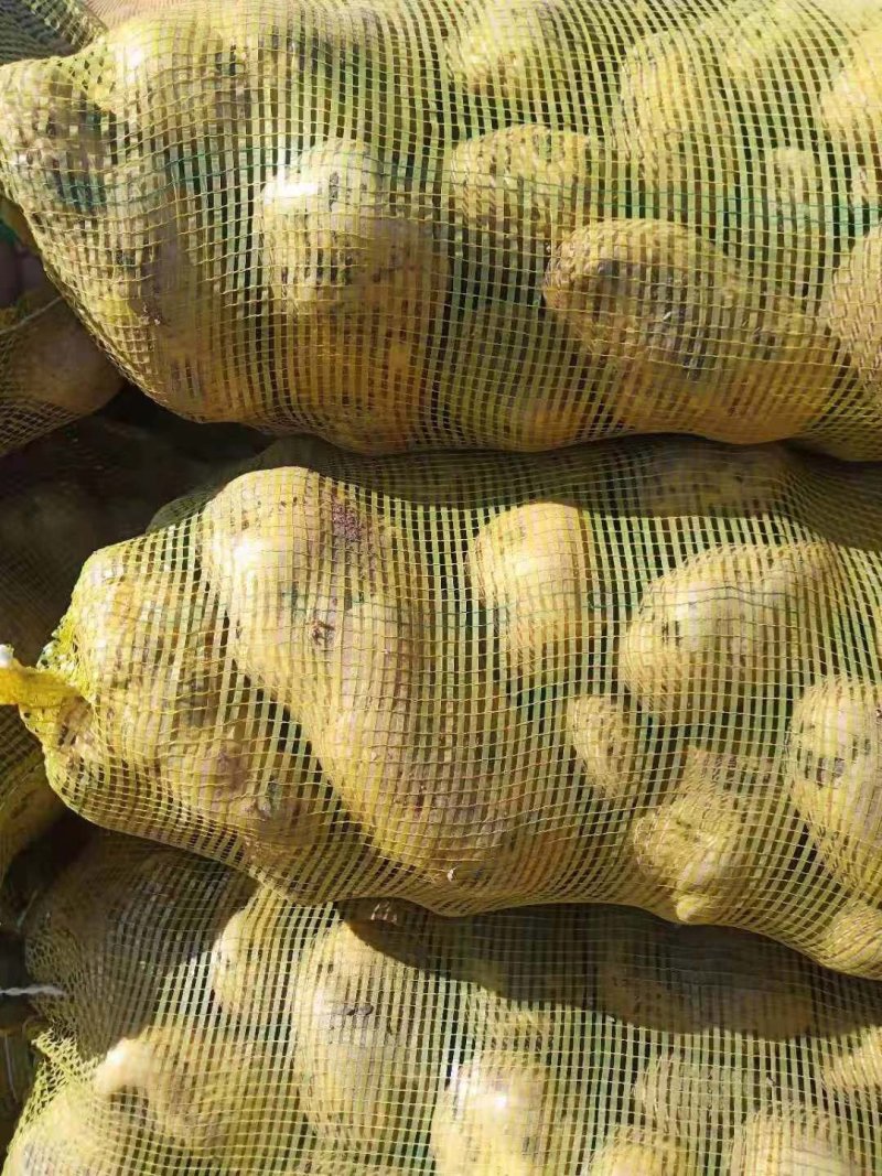 【热推】荷兰十五大土豆二两通货对接商超品质保证欢迎下单