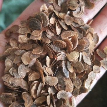 木荷种子林木种子木荷树种荷木荷树种子四季园林绿化行道树种