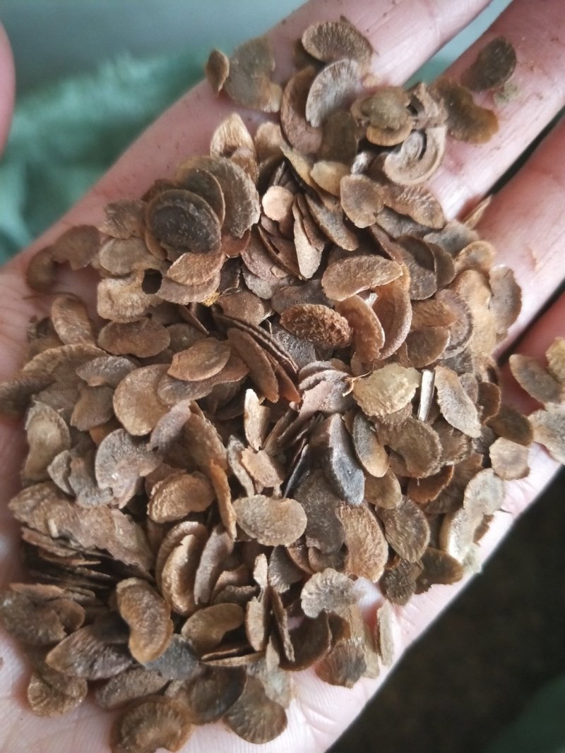 木荷种子林木种子木荷树种荷木荷树种子四季园林绿化行道树种