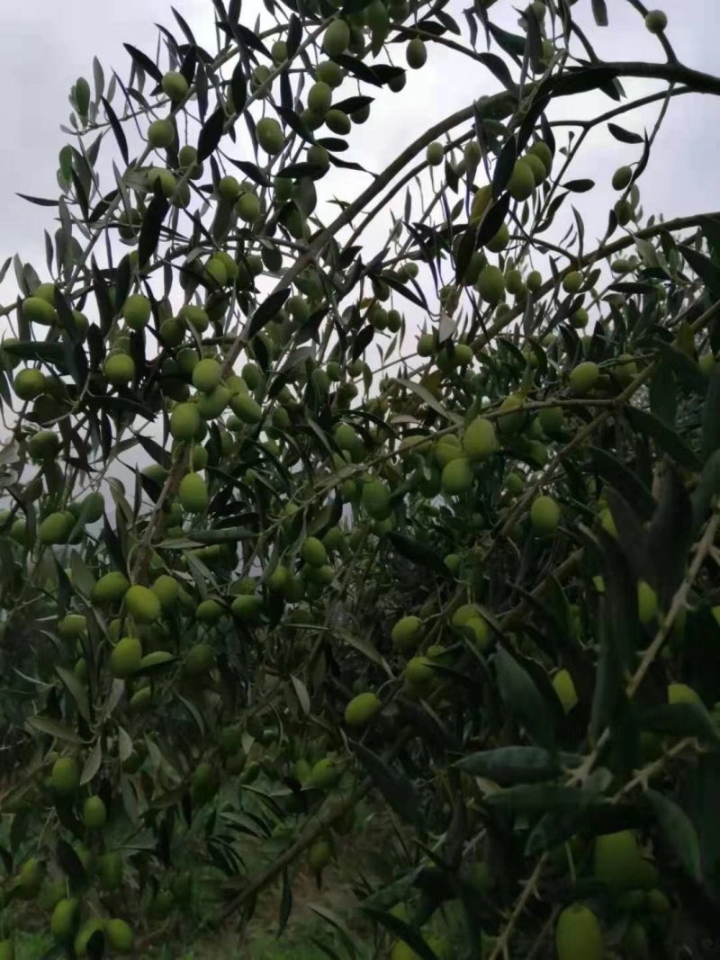 [荐]橄榄树苗，南北方皆可种植包成活产地直供免费技术指导