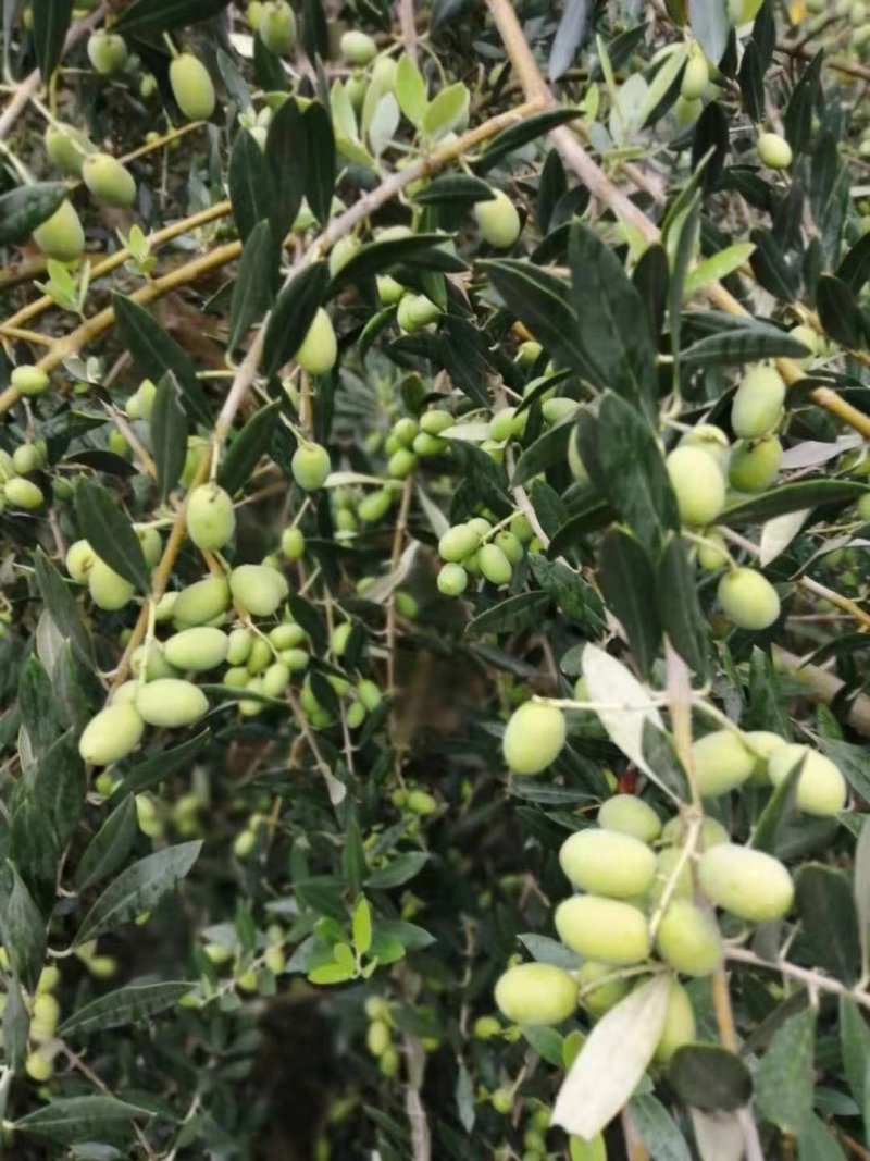 [荐]橄榄树苗，南北方皆可种植包成活产地直供免费技术指导