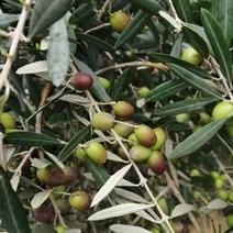[荐]橄榄树苗，南北方皆可种植包成活产地直供免费技术指导