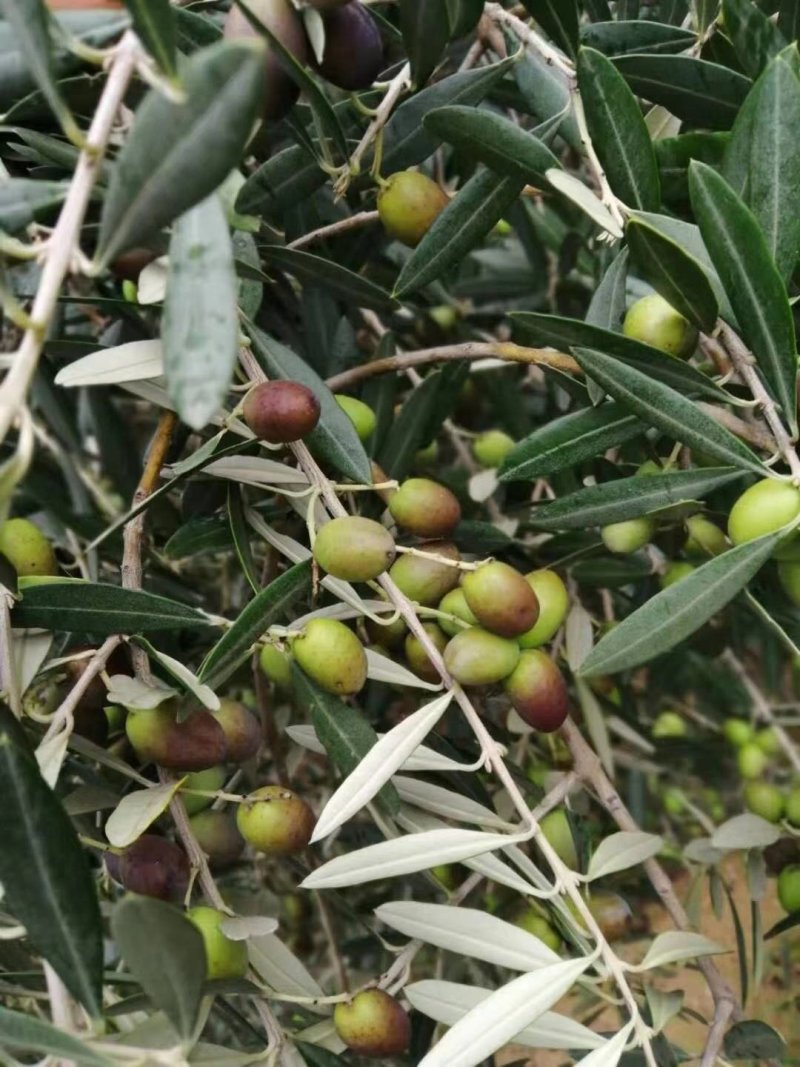 [荐]橄榄树苗，南北方皆可种植包成活产地直供免费技术指导