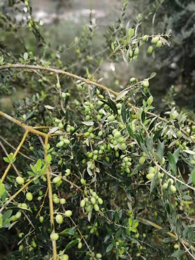 [荐]橄榄树苗，南北方皆可种植包成活产地直供免费技术指导