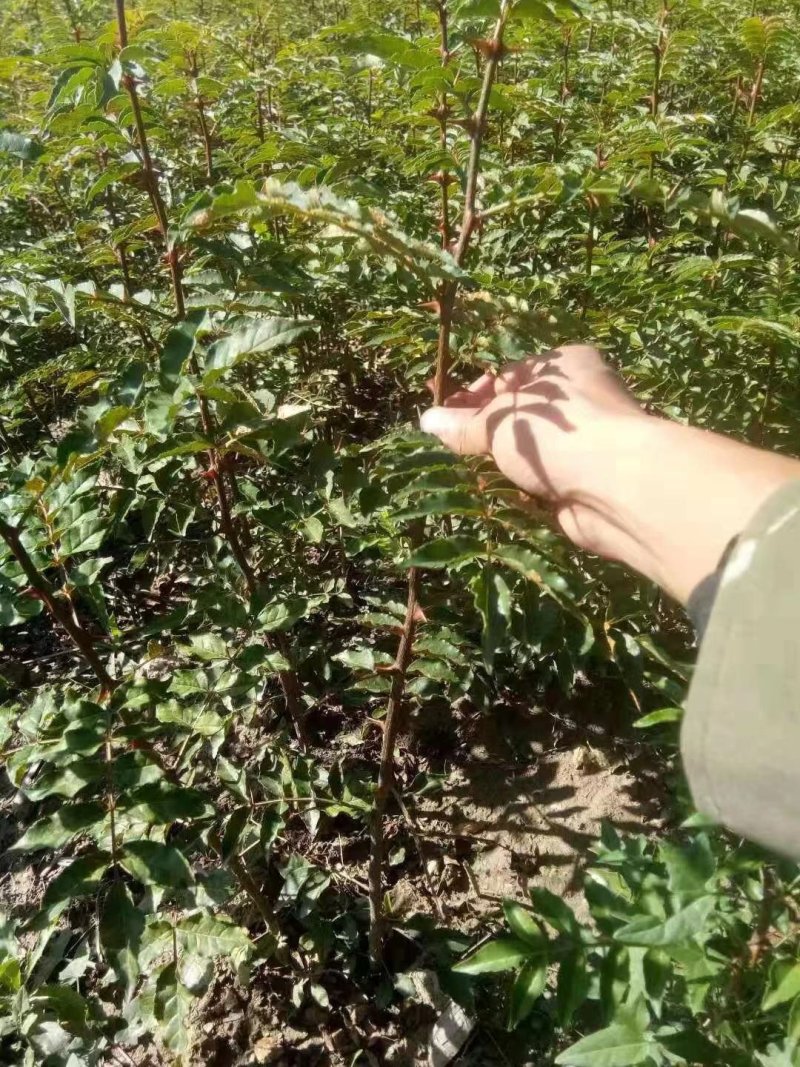 [荐]橄榄树苗，南北方皆可种植包成活产地直供免费技术指导