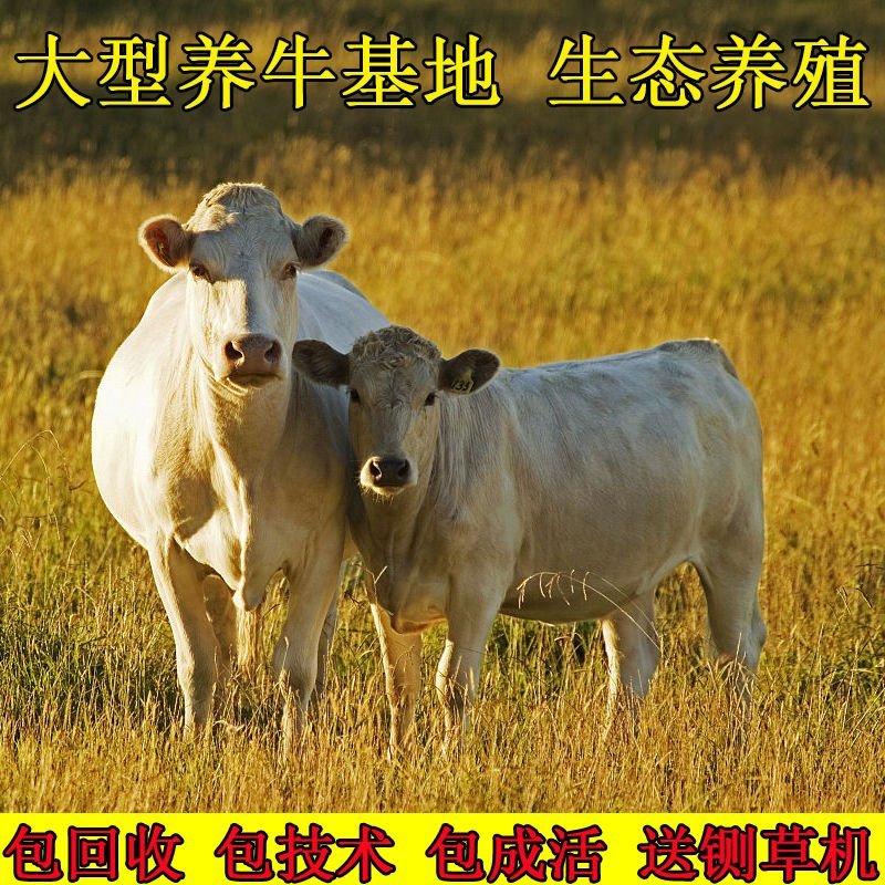 南阳黄牛犊买十头送一头，免费送货，货到付款