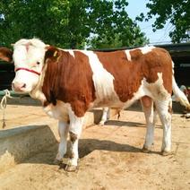 牛犊西门塔尔牛犊肉牛育肥牛免费送货，货到付款。