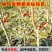 【油蟠桃518】特嫁接树苗，当年结果全国包邮，现挖现卖