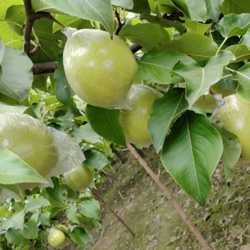 坤荣梨业有限大量出售膜袋鸭梨