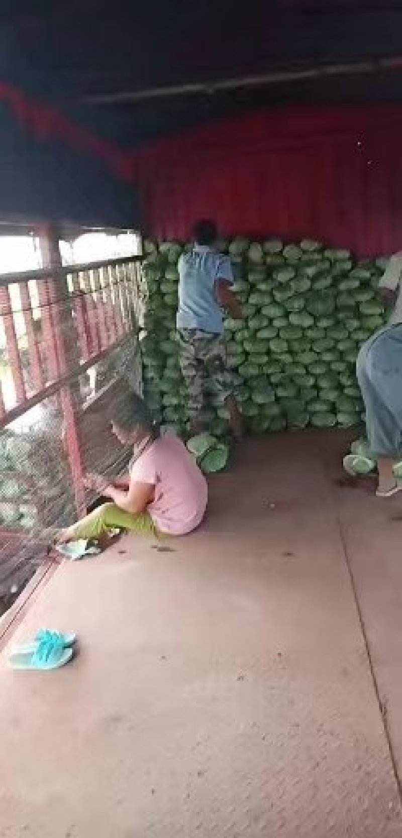 京丰一号包菜中甘21甘蓝【产地直发】一手货源
