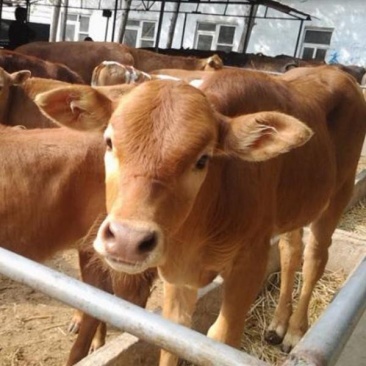 岭南黄牛肉牛犊改良牛黄牛犊十头送一头免费运输