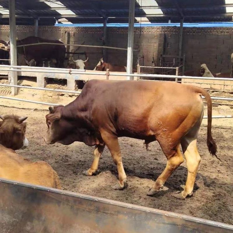 岭南黄牛肉牛犊改良牛黄牛犊十头送一头免费运输