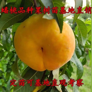 山东中华蟠桃果树嫁接苗当年结果，全国包邮，现挖现发包纯度