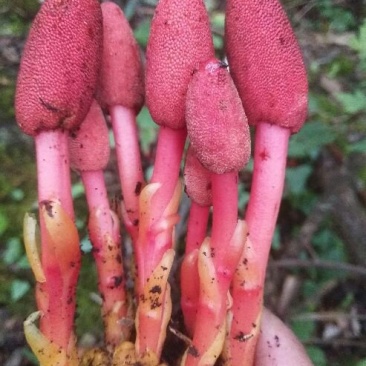 回春草