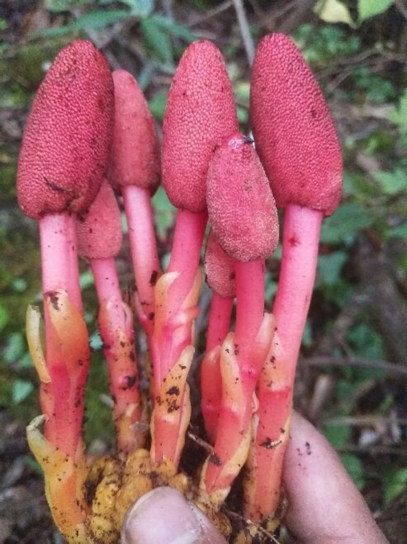 回春草