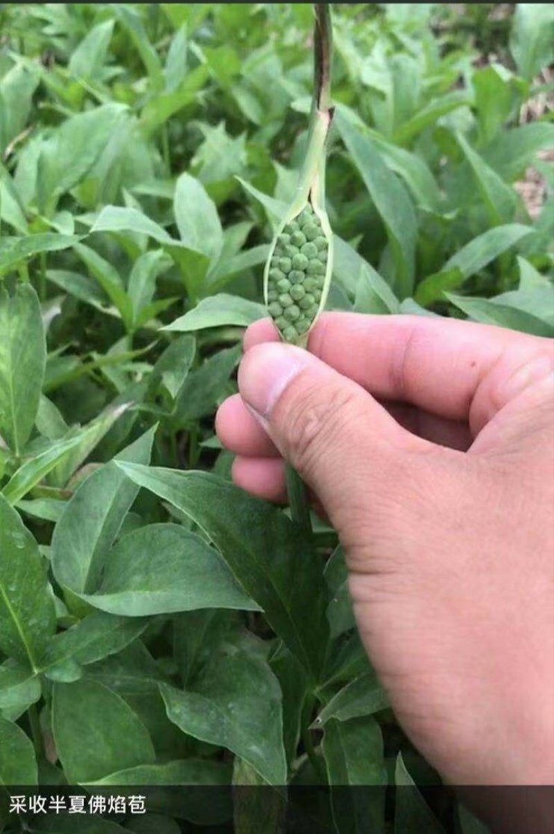 旱半夏种子，山东菏泽半夏种质资源库旱半夏种茎全国半夏种