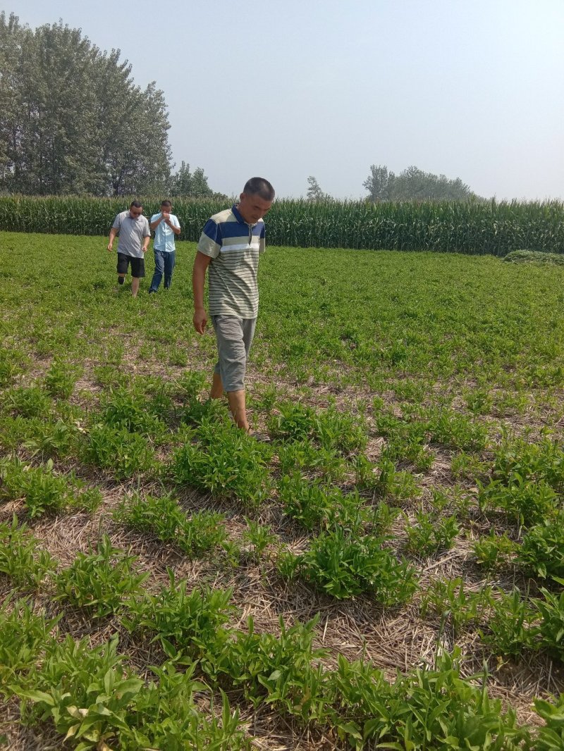 旱半夏种子，山东菏泽半夏种质资源库旱半夏种茎全国半夏种