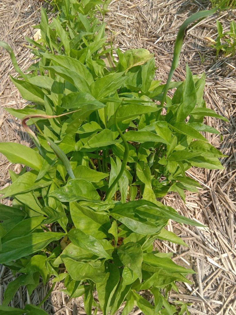 旱半夏种子，山东菏泽半夏种质资源库旱半夏种茎全国半夏种