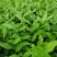 蒙山9号茶苗，绿化工程苗木