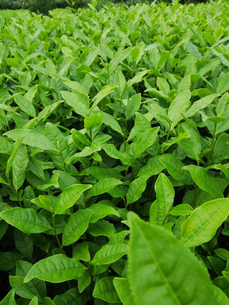 蒙山9号茶苗，绿化工程苗木
