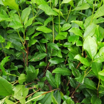蒙山9号茶苗，绿化工程苗木