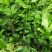 蒙山9号茶苗，绿化工程苗木