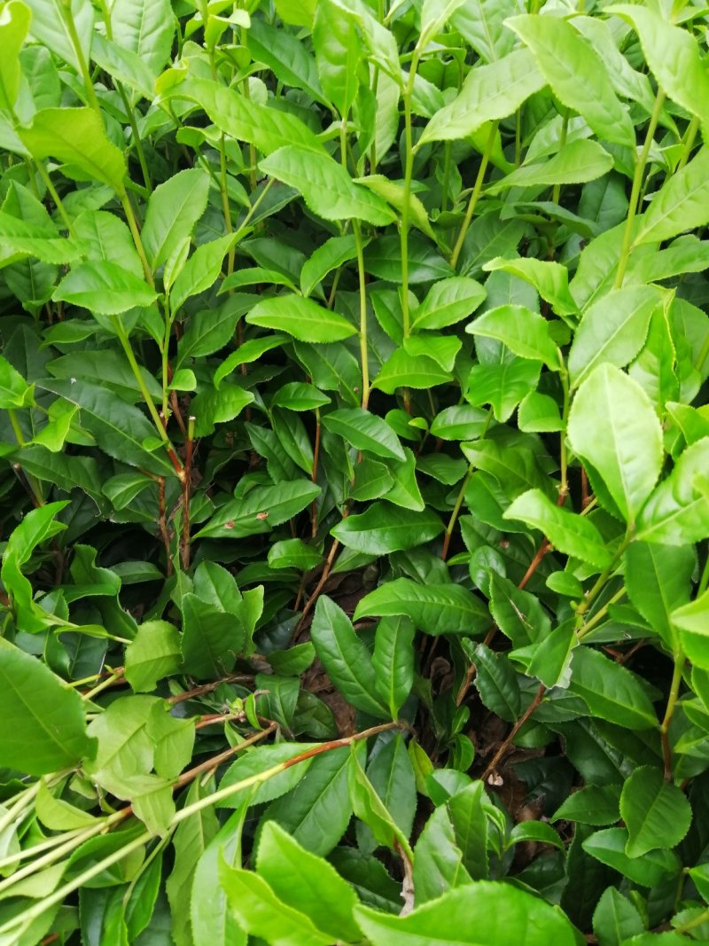 蒙山9号茶苗，绿化工程苗木