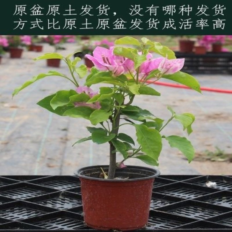 三角梅盆栽苗爬藤庭院植物印度画报绿樱重瓣热火桑巴四季