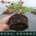 三角梅盆栽苗爬藤庭院植物印度画报绿樱重瓣热火桑巴四季