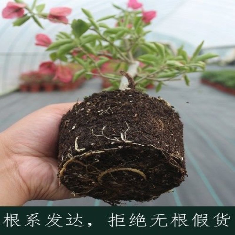 三角梅盆栽苗爬藤庭院植物印度画报绿樱重瓣热火桑巴四季