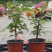 三角梅盆栽苗爬藤庭院植物印度画报绿樱重瓣热火桑巴四季