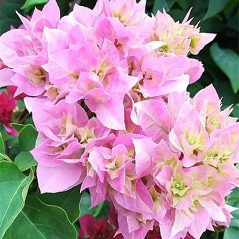 三角梅盆栽苗爬藤庭院植物印度画报绿樱重瓣热火桑巴四季