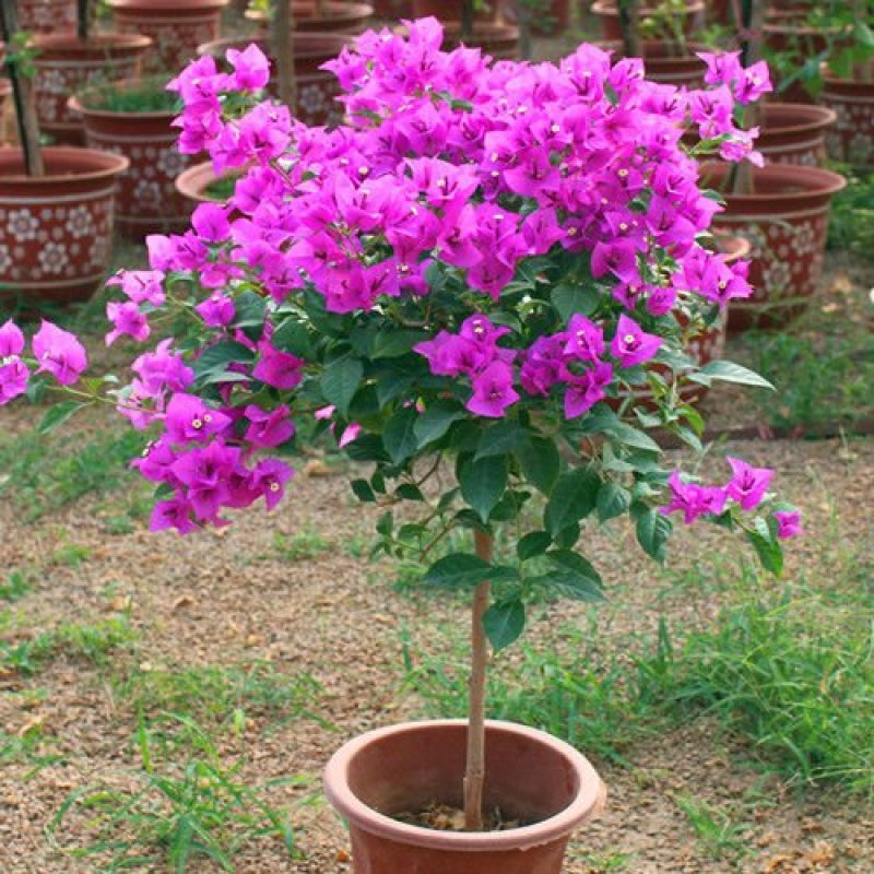三角梅盆栽苗爬藤庭院植物印度画报绿樱重瓣热火桑巴四季