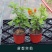 三角梅盆栽苗爬藤庭院植物印度画报绿樱重瓣热火桑巴四季