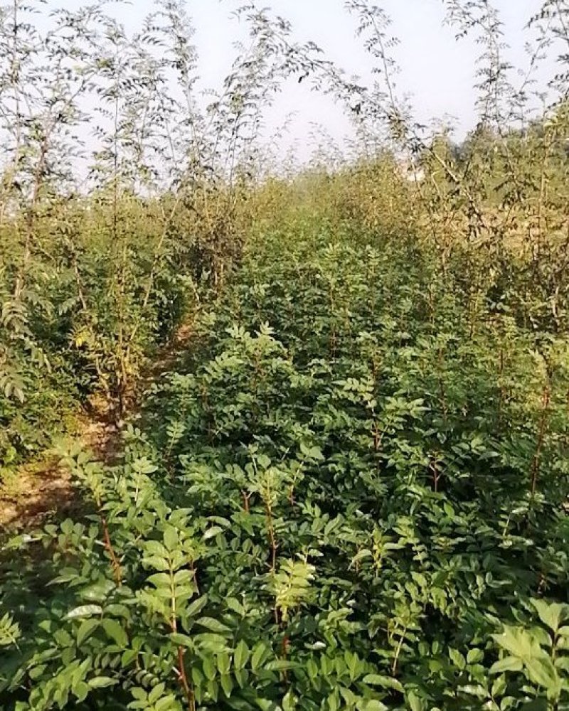 凤椒树苗