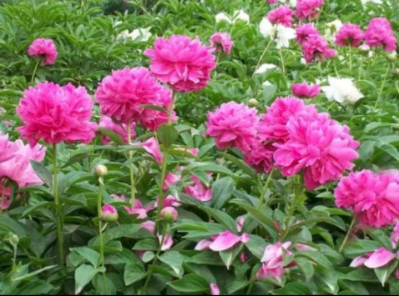 芍药花，多色千层观赏芍药花