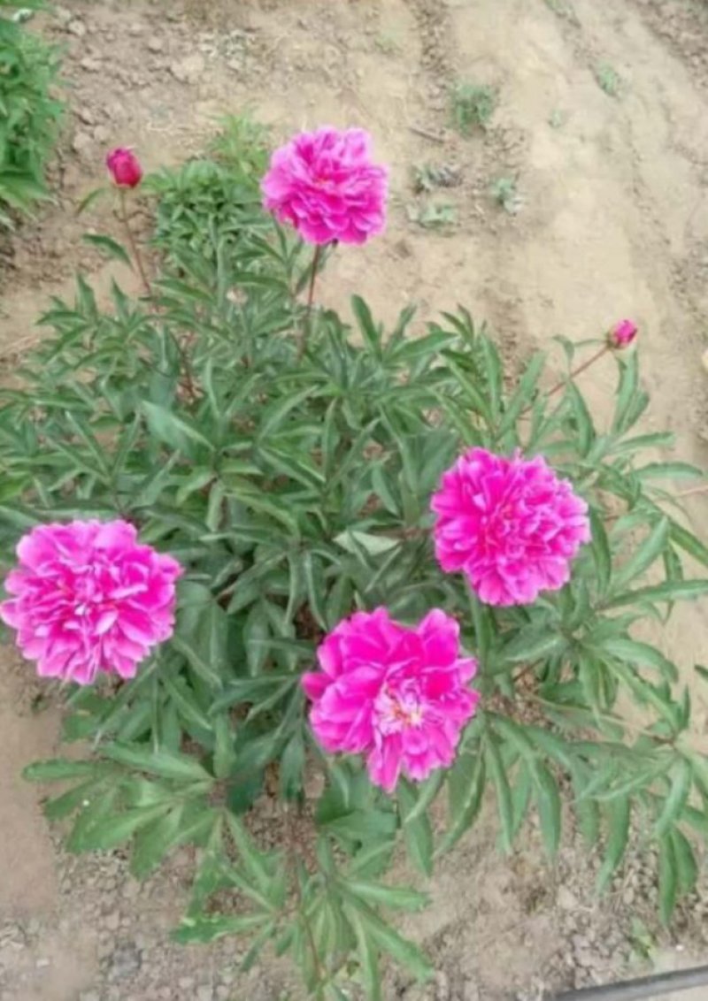 芍药花，多色千层观赏芍药花