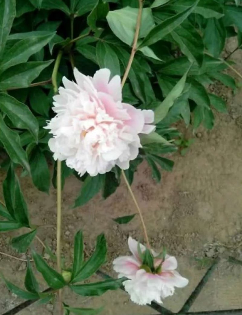 芍药花，多色千层观赏芍药花
