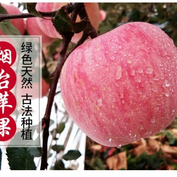 【烟台红富士苹果限时抢】脆甜山东新鲜水果不打蜡孕妇可食