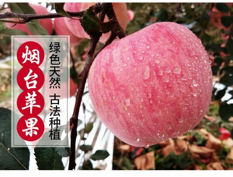 【烟台红富士苹果限时抢】脆甜山东新鲜水果不打蜡孕妇可食