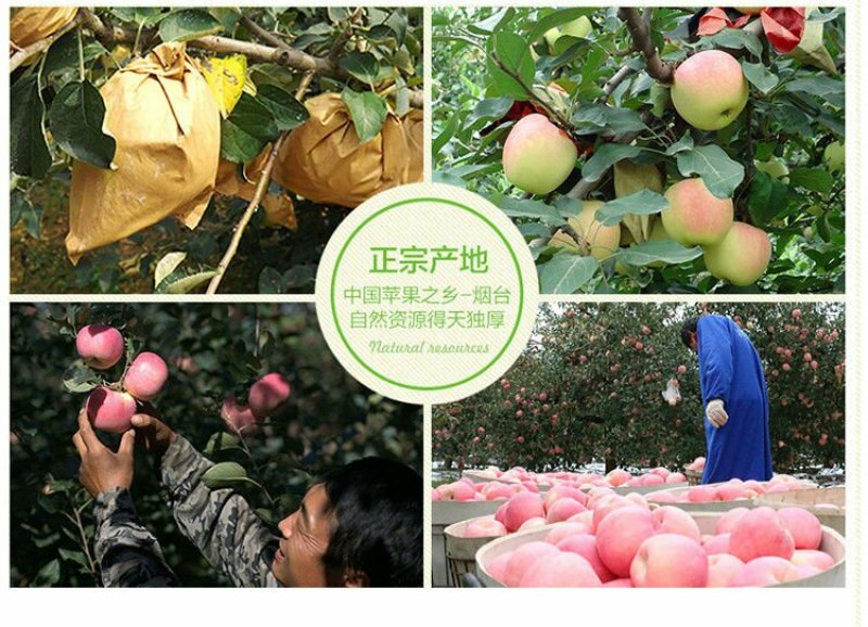 【烟台红富士苹果限时抢】脆甜山东新鲜水果不打蜡孕妇可食