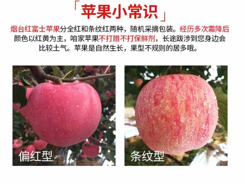 【烟台红富士苹果限时抢】脆甜山东新鲜水果不打蜡孕妇可食